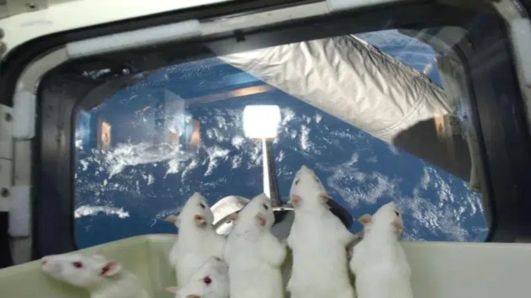 5 animais que já viajaram para o espaço – Ratos