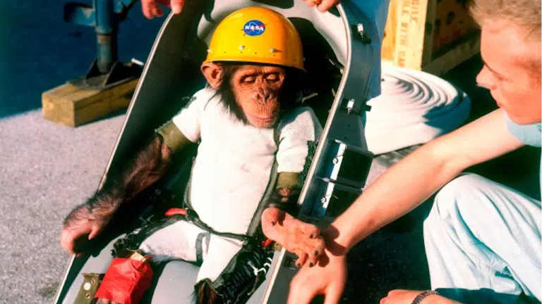 5 animais que já viajaram para o espaço – Chimpanzé Ham